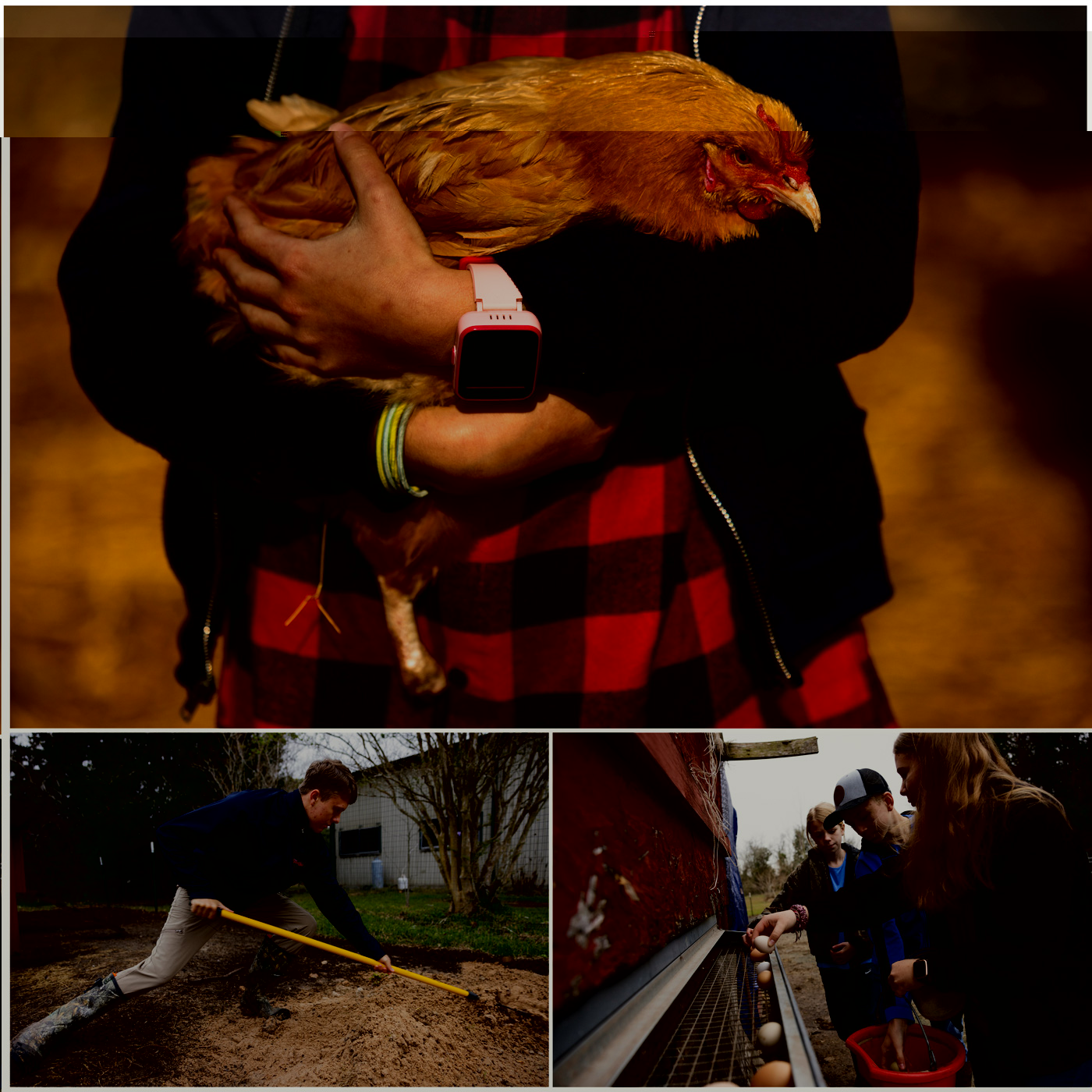 Top: Bernadette Clements, 11, also known as “Chicken Whisperer” holds Legolas, a chicken who lost her foot. Left: Dominic, 18, spread dry dirt on the muddy ground of a chicken run. Right: Bernadette Clements, 11, JohnPaul Clements, 13, and Veronica Clements, 14, three of five siblings responsible for running Clements Family Farm in Santa Fe, pick up eggs early Monday, Jan. 30, 2023, in Santa Fe.
