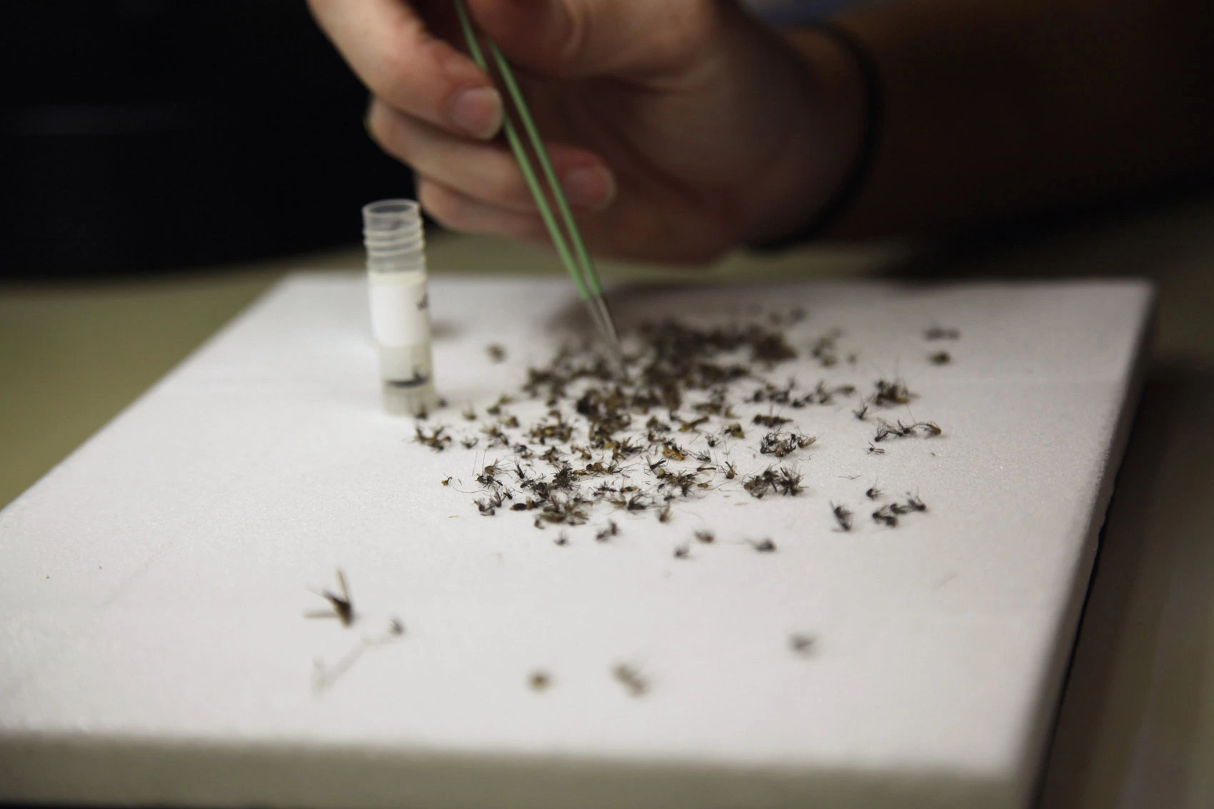 In this June 2, 2016 photo, Christy Roberts, with Harris County Public Health & Environmental Services, examines mosquitos collected in a trap in Houston at the Harris County Mosquito Control lab. 