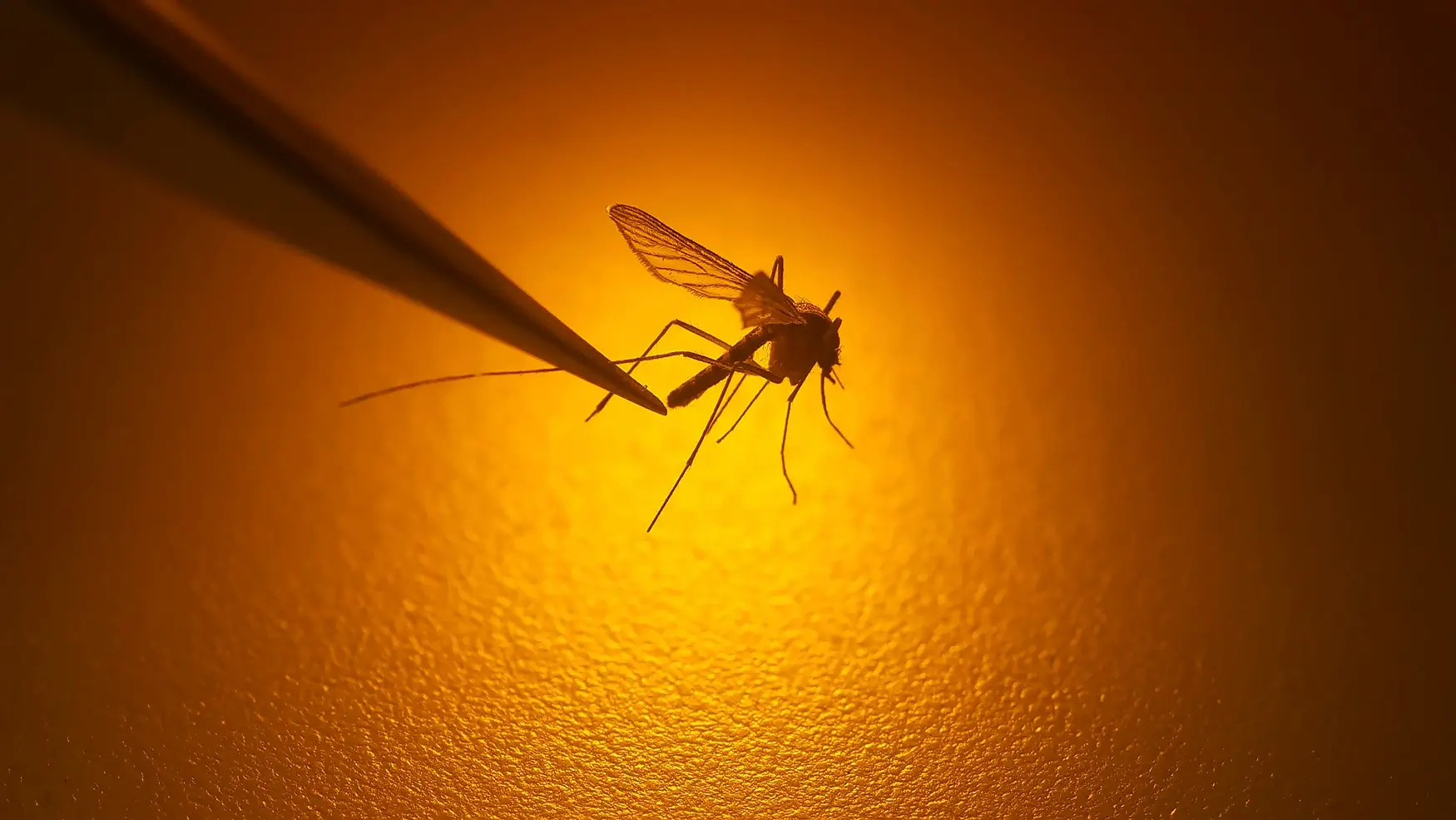 A mosquito sample just tested positive for West Nile virus in Houston. Here’s what to know.